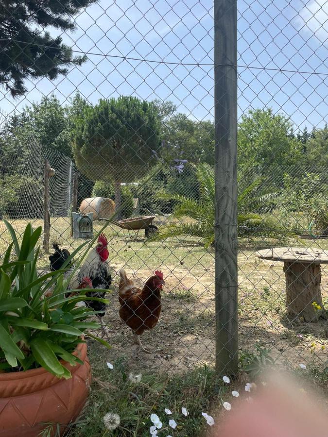 בית הארחה Le Soler 	Roulotte En Bois Sud France מראה חיצוני תמונה